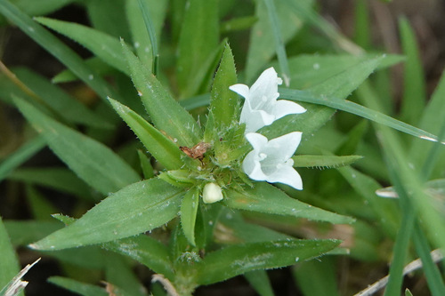 prairie Mexican clover (Richardia tricocca)