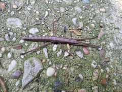 Anisomorpha ferruginea