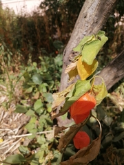 Alkekengi officinarum