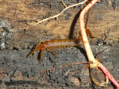 Lithobiomorpha
