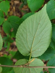 Viburnum furcatum