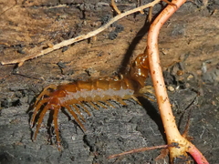 Lithobiomorpha