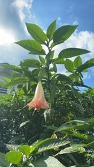 Brugmansia