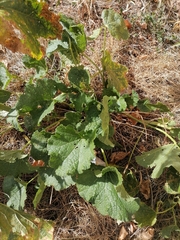 Alcea rosea
