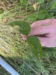 Toxicodendron radicans