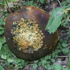 Neoboletus erythropus