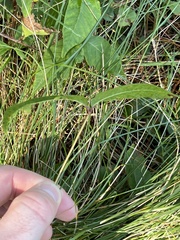 Toxicodendron radicans