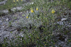 Coronilla scorpioides