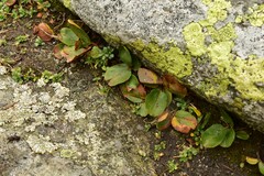 Salix herbacea