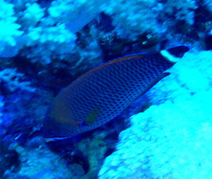 Pseudodax moluccanus