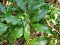 Pittosporum illicioides