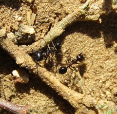 Messor capensis