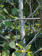 Populus tremuloides