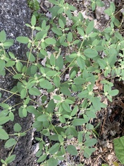Croton