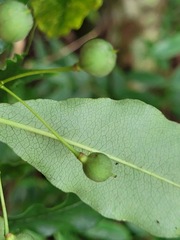Pittosporum illicioides