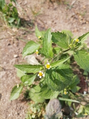 Galinsoga quadriradiata