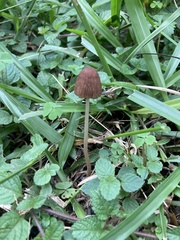 Psathyrella