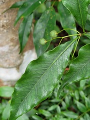 Pittosporum illicioides