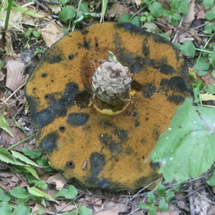 Neoboletus erythropus