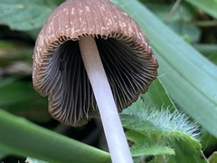 Psathyrella