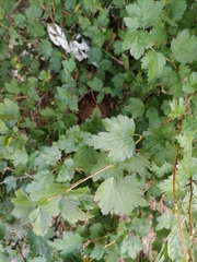 Ribes alpinum