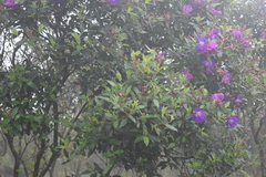 Melastomeae