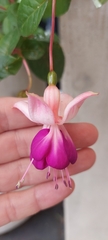 Fuchsia × hybrida