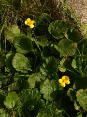 Geum montanum