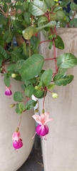 Fuchsia × hybrida