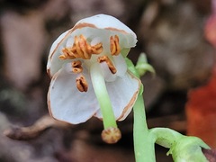 Pyrola alboreticulata