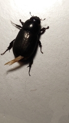 Dynastinae