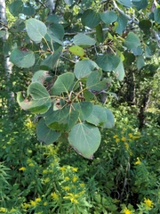 Populus tremula