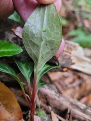 Pyrola alboreticulata