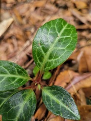 Pyrola alboreticulata
