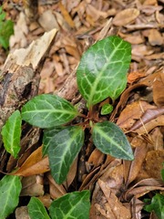 Pyrola alboreticulata