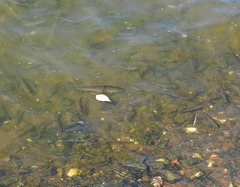 Scardinius erythrophthalmus