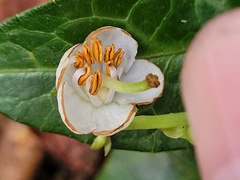 Pyrola alboreticulata