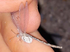 Neuroleon ochreatus