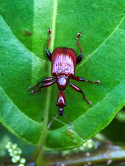 Paratrachelophorus nodicornis