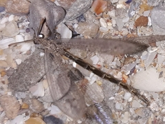 Neuroleon ochreatus