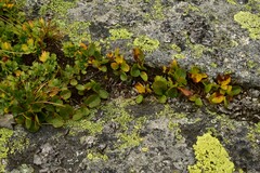 Salix herbacea