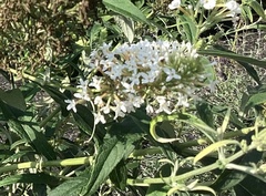 Buddleja davidii