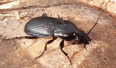 Pterostichus melanarius