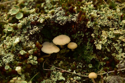 kalichovka okolíkovitá (Lichenomphalia ericetorum)