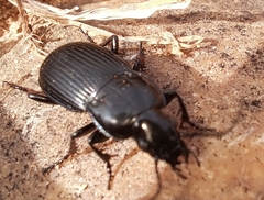 Pterostichus melanarius