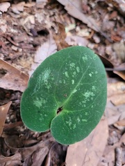 Asarum