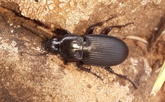Pterostichus melanarius
