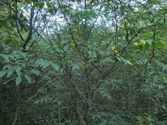 Zanthoxylum americanum