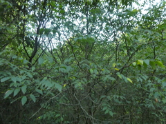 Zanthoxylum americanum