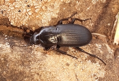Pterostichus melanarius